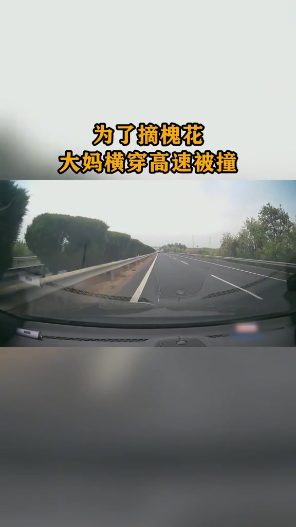 横穿高速！老太太为了摘槐花被撞，人没事但是事很大！
