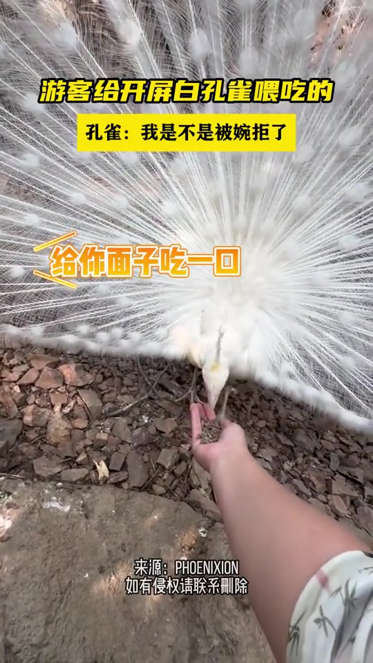 孔雀：我是被拒绝了吗？游客给开屏白孔雀喂吃的！