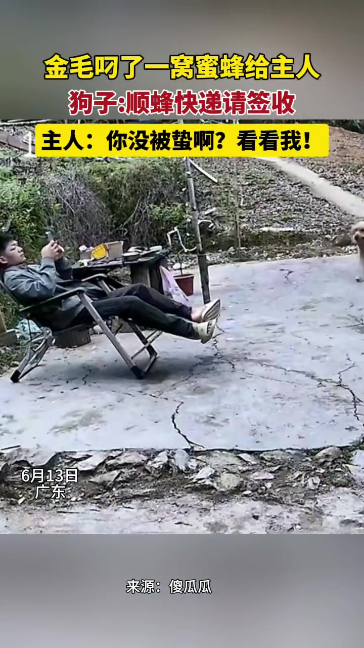 金毛叼了一窝蜜蜂给主人，狗子:顺蜂快递请签收