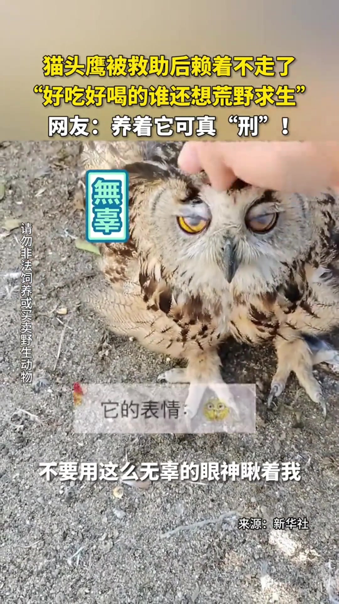 养着它可真“刑”！