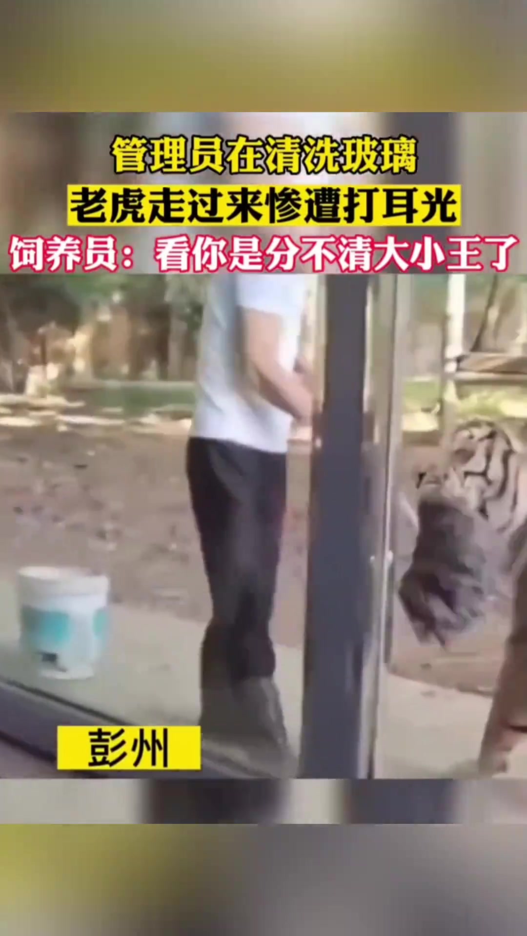 管理员在清洗玻璃，老虎走过来惨遭打耳光