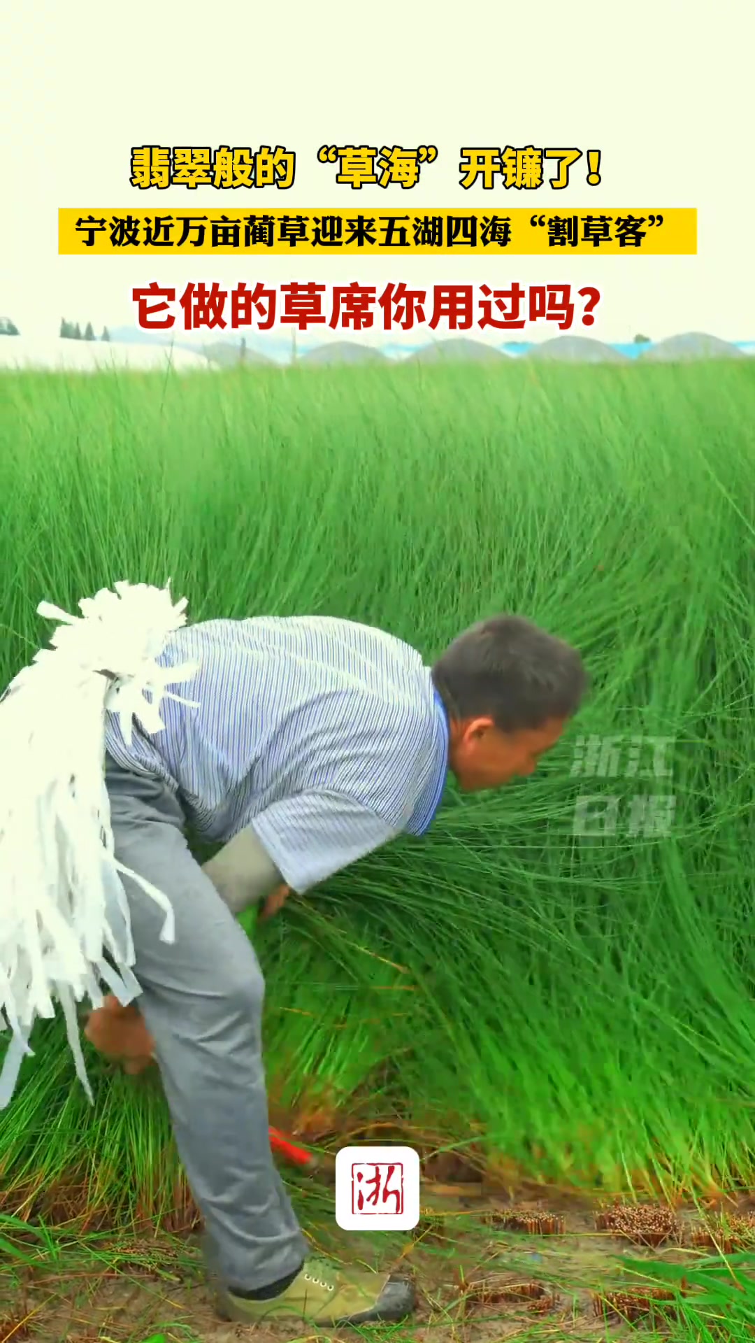 翡翠般的“草海”开镰了！它做的草席你用过吗？
