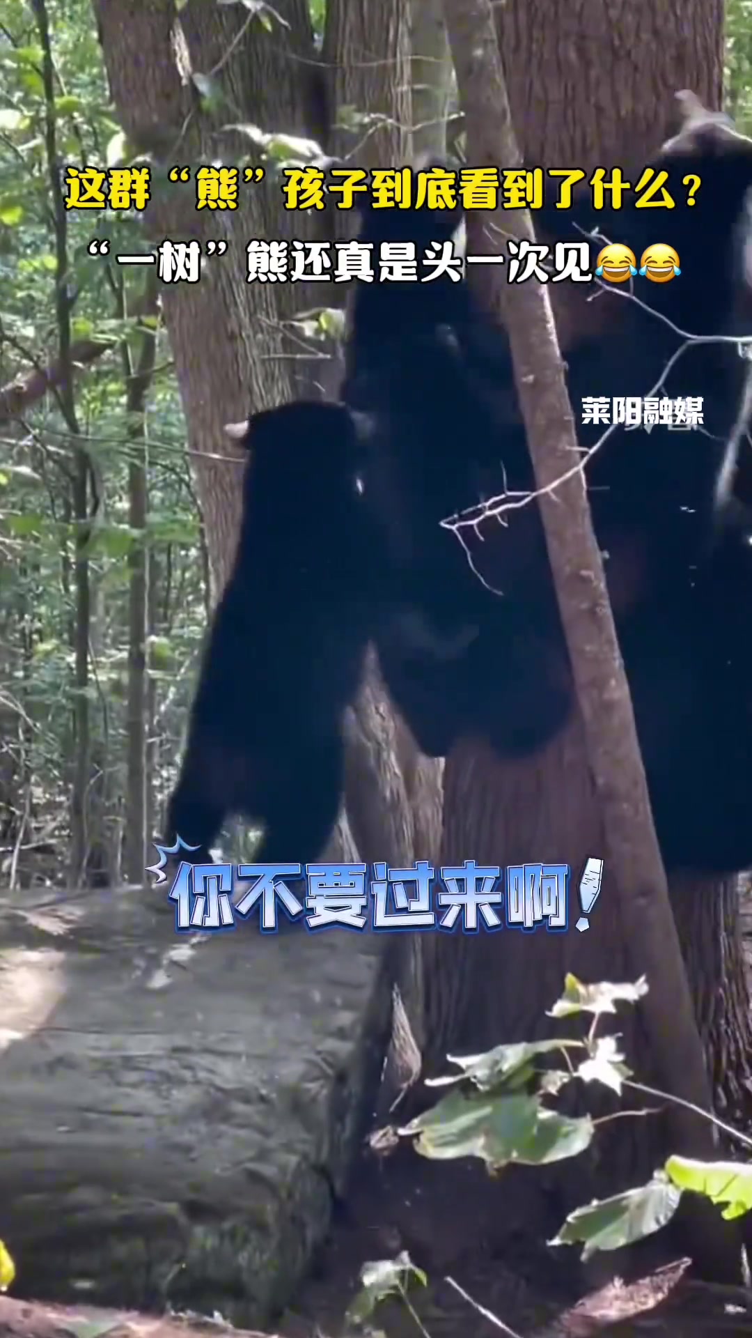 第一次见到一树熊，真是光头强来了不成？