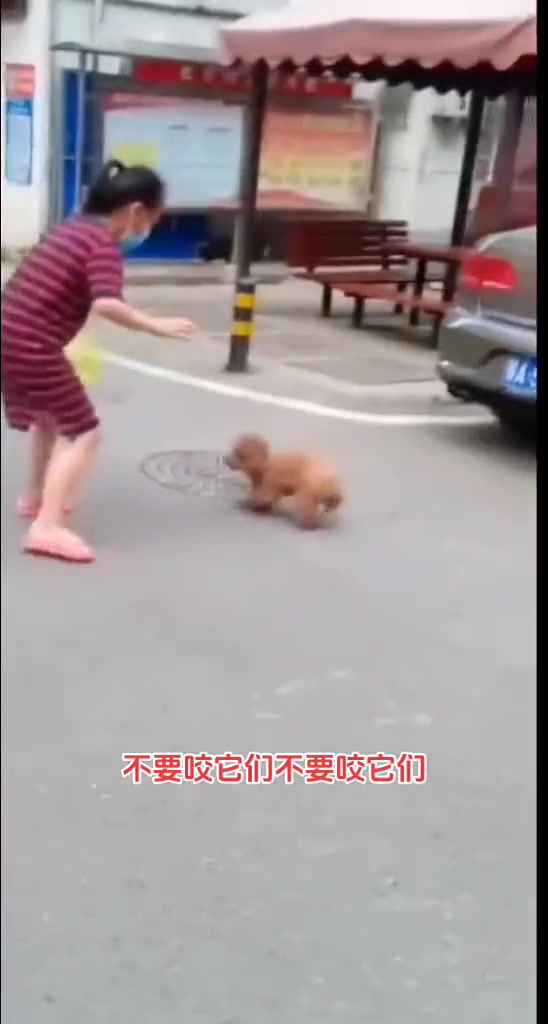 它不咬人 它咬鸭