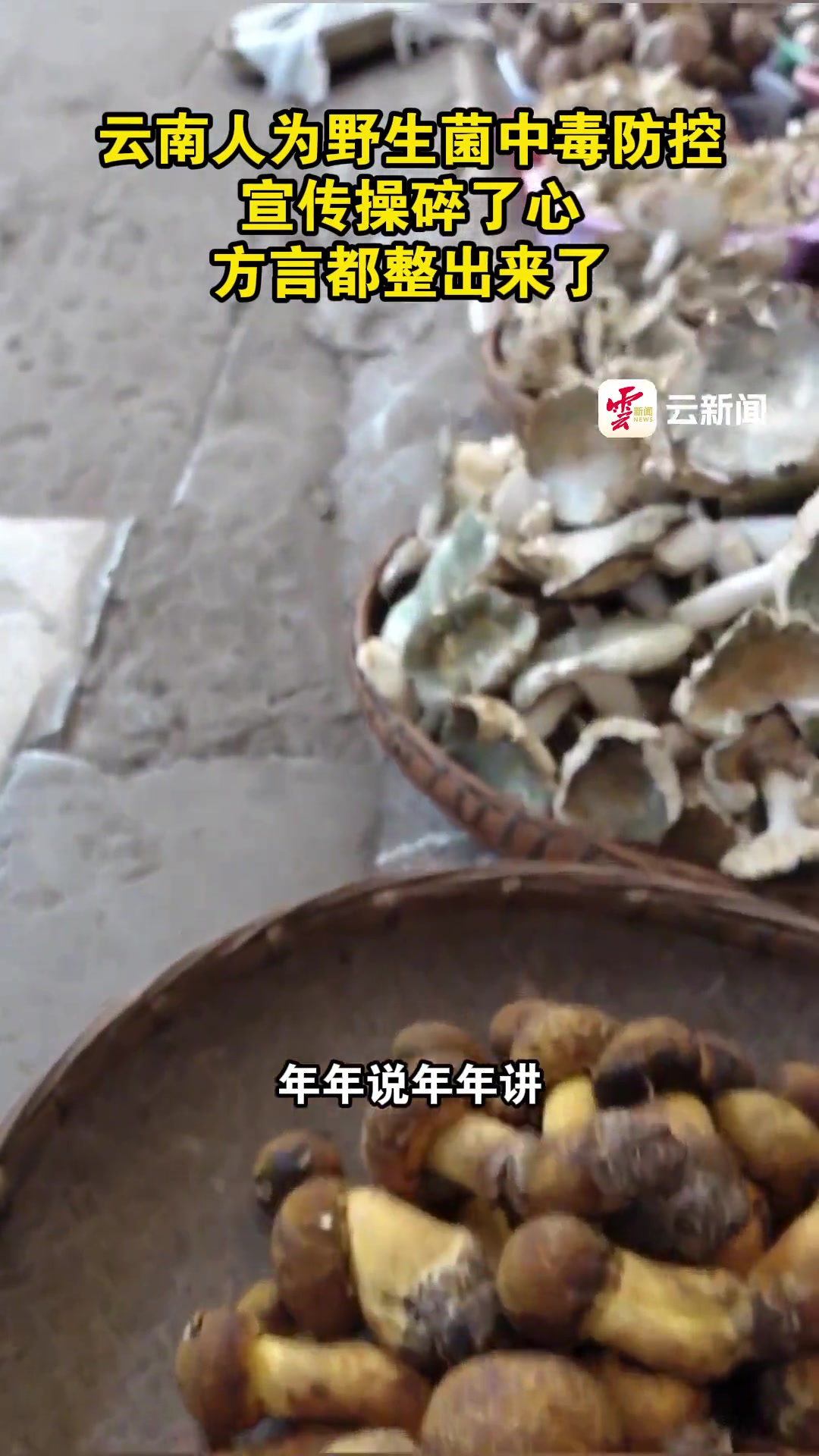 云南人为野生菌中毒防控宣传操碎了心，方言都整出来了