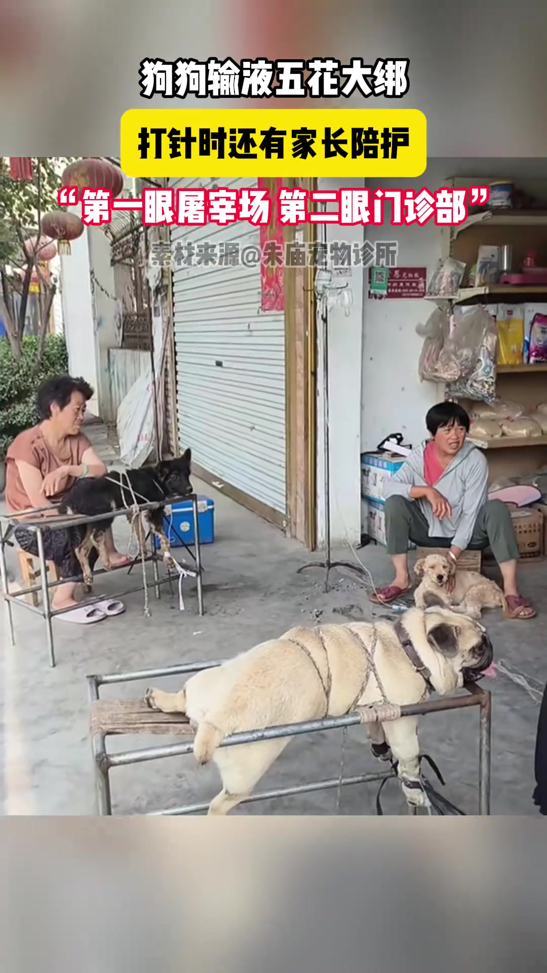 狗狗输液五花大绑，打针时还有家长陪护