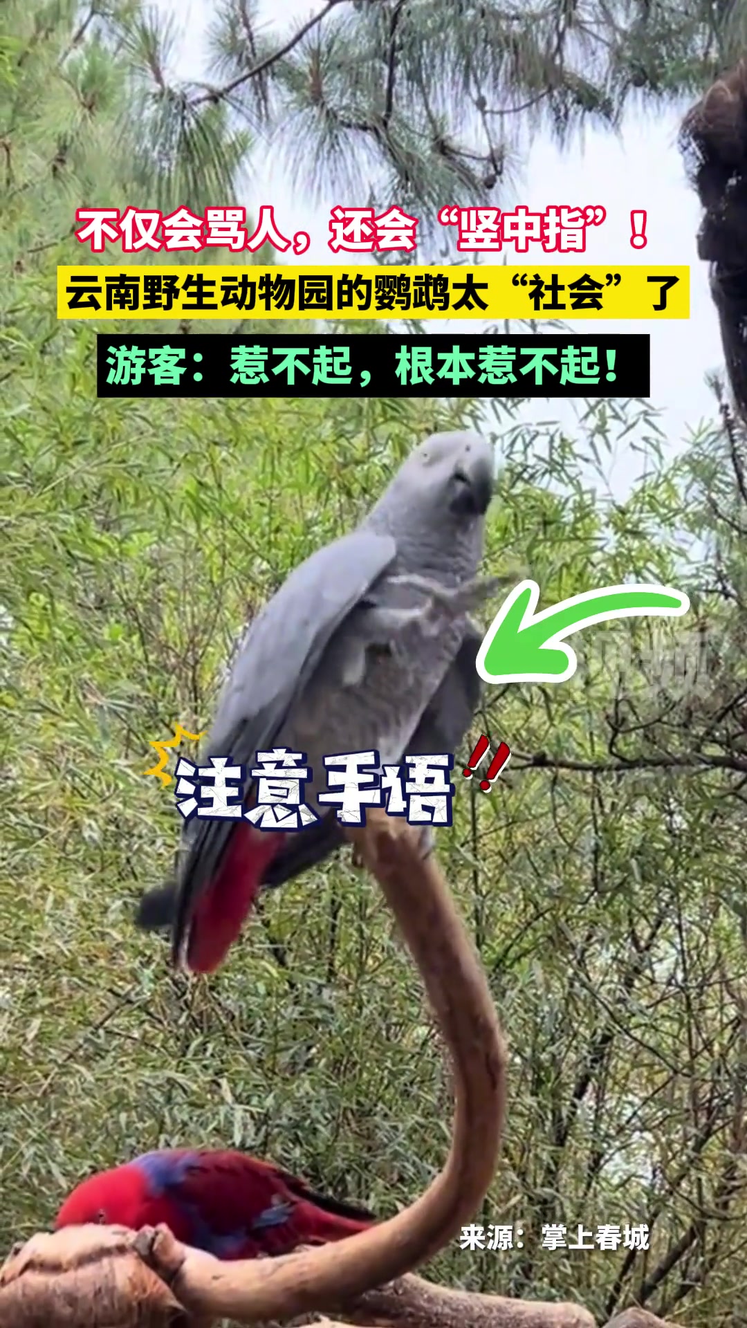 云南野生动物园鹦鹉不仅会骂人，还会“竖中指”