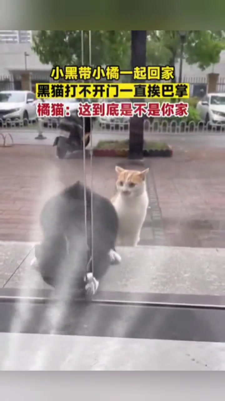 小黑猫带小橘猫一起回家，黑猫打不开门一直挨巴掌