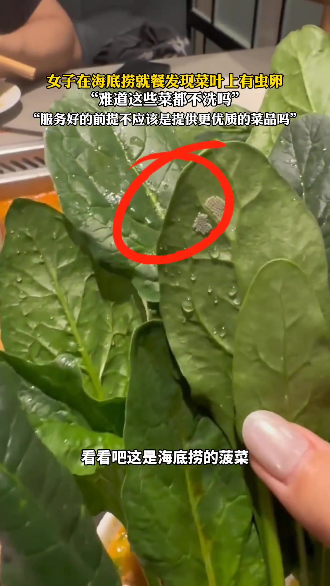 女子在海底捞就餐时 竟发现菜叶上有虫卵