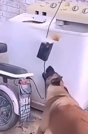 现在狗子脑子都这么聪明吗？是不是也进化了