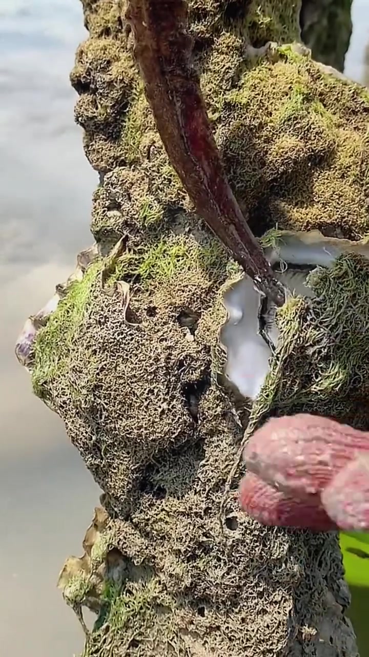 赶海直接带上芥末陈醋去，即挖即吃，鲜的不行