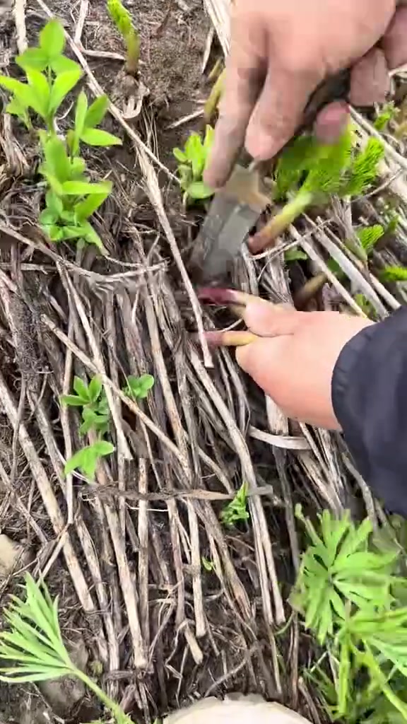 别关顾着挖啊，你倒是说词啊，这挖的是什么？