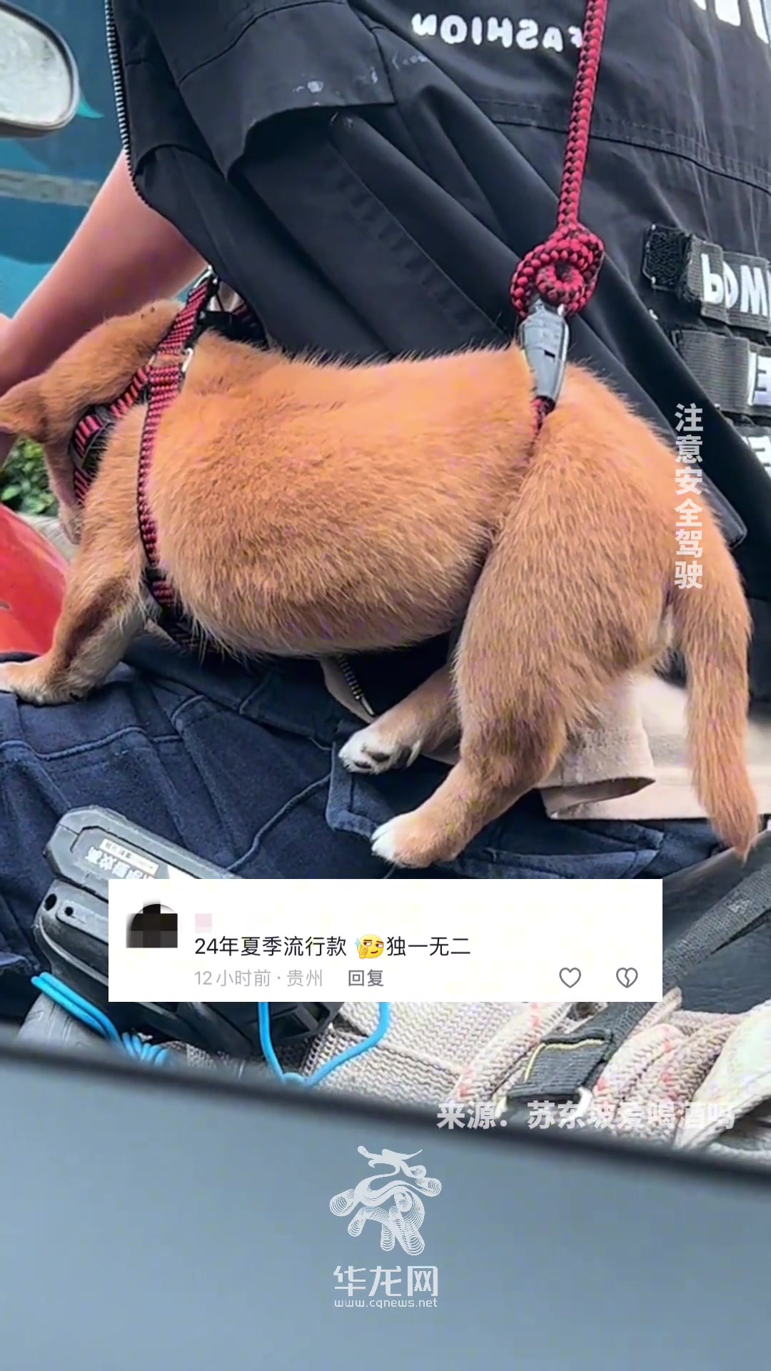 铲屎官背着小狗骑行，时尚单品爱“狗”仕包。