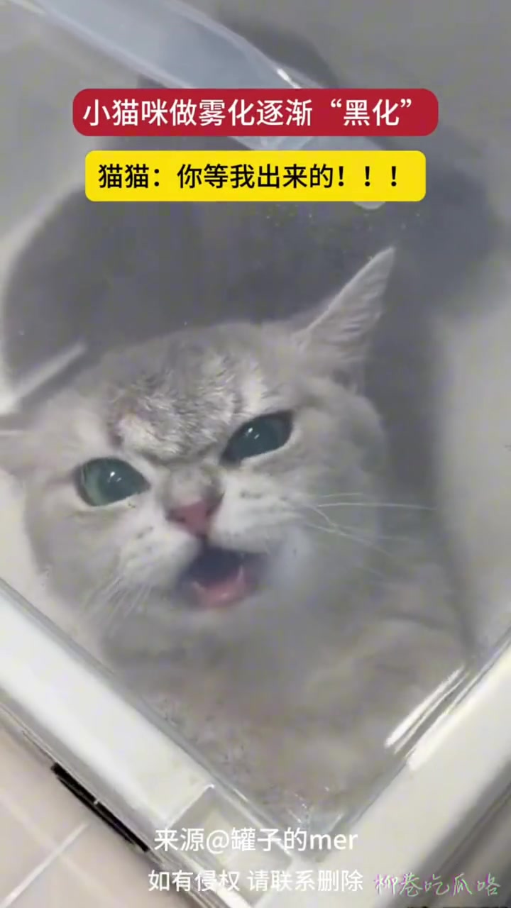 小猫雾化治疗时逐渐“黑化”，看来记恨上了