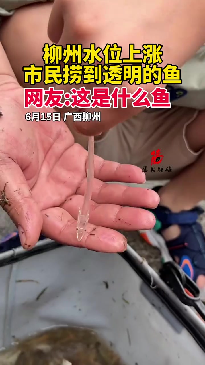 吧友们，这是什么鱼，透明的！