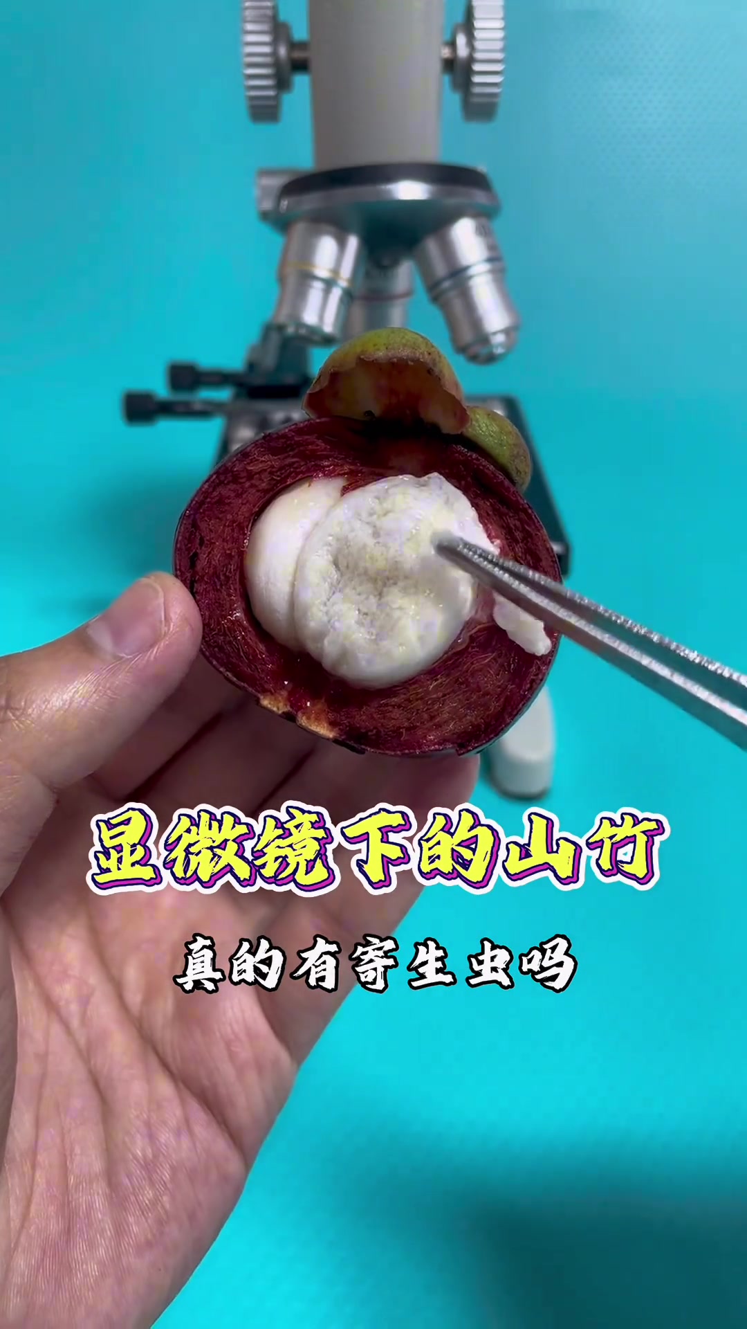 山竹你喜欢吃吗？显微镜下的世界
