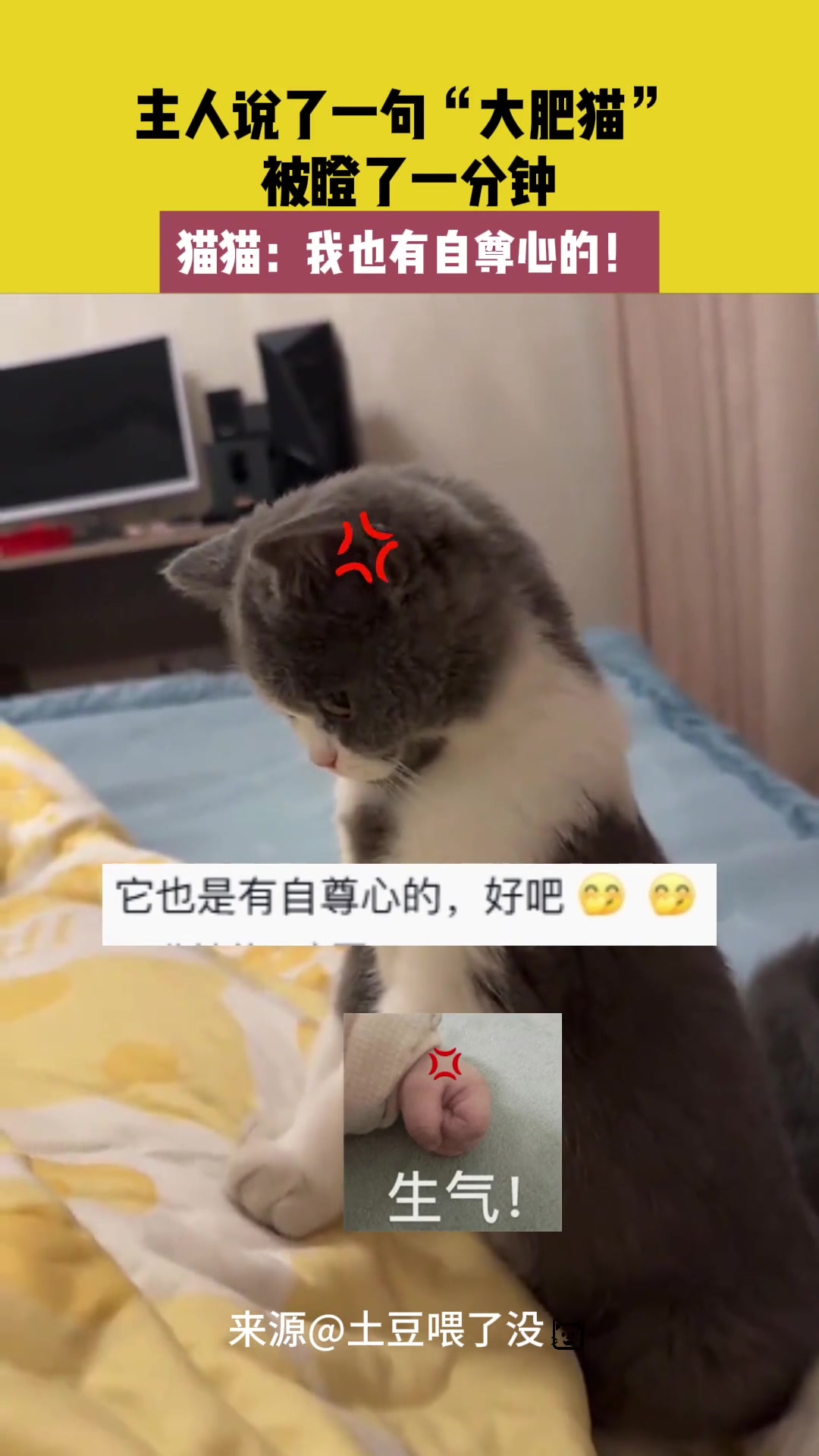 主人说了一句”大肥猫“被瞪了一分钟！