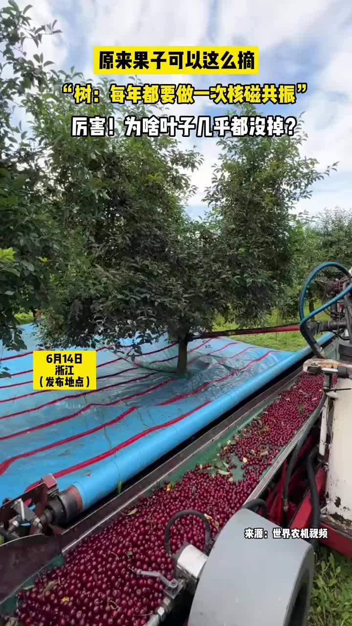 为什么叶子几乎没掉，果子全掉下来了？