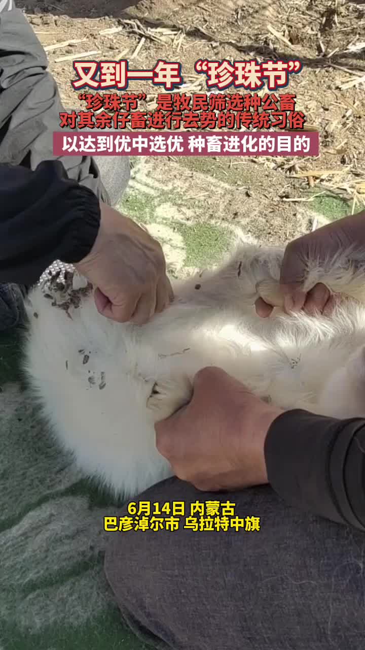 “珍珠节”还是第一次见！