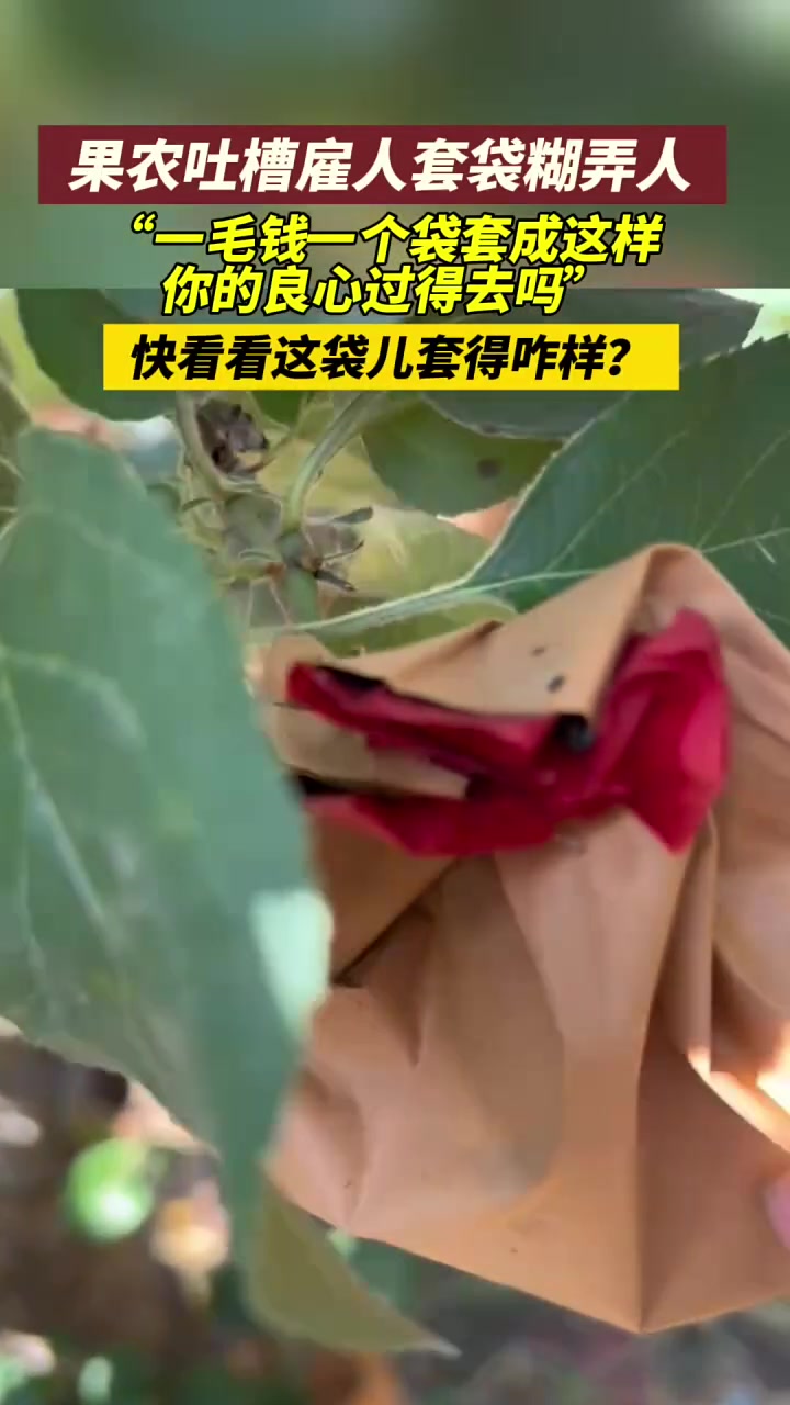 果农吐槽一毛钱一个袋套成这样：你的良心过得去吗？