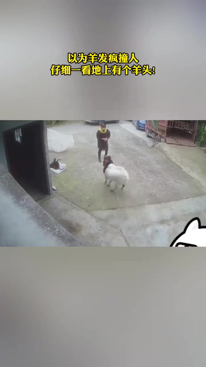 以为羊发疯撞人，仔细一看地上有个羊头！
