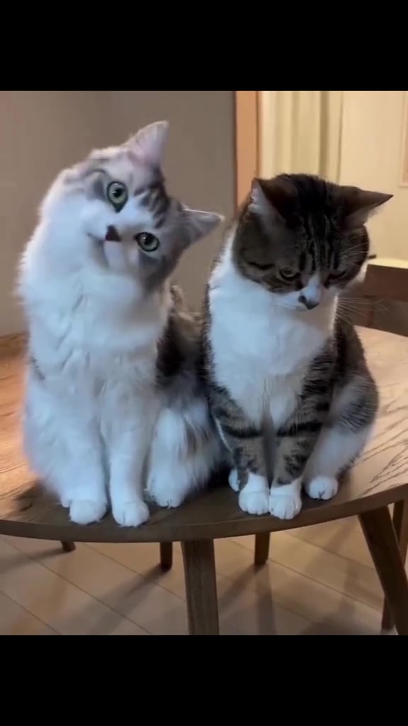 猫奴的软肋 估计都会走不动道