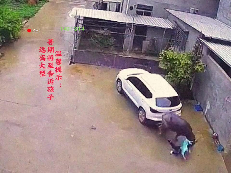 估计这牛要变成牛肉汤了！还好人没事