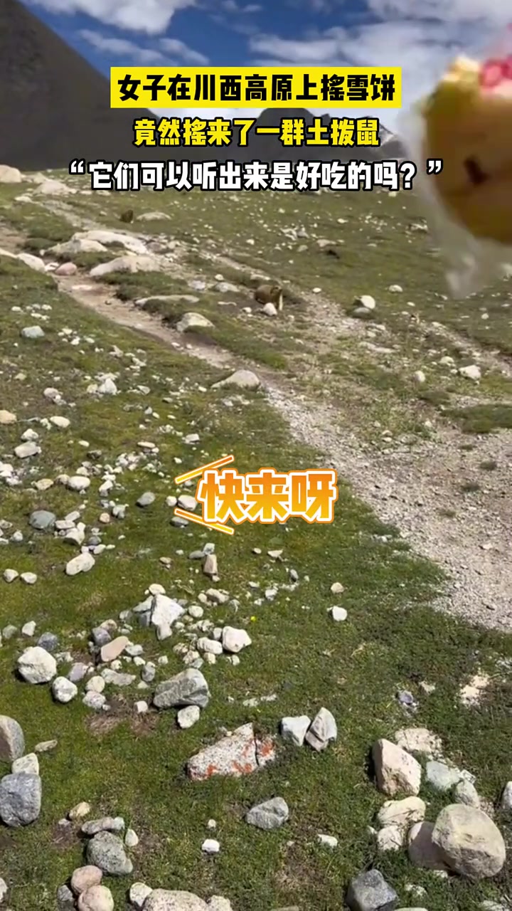 愣是把土拨鼠给喂成宠物了