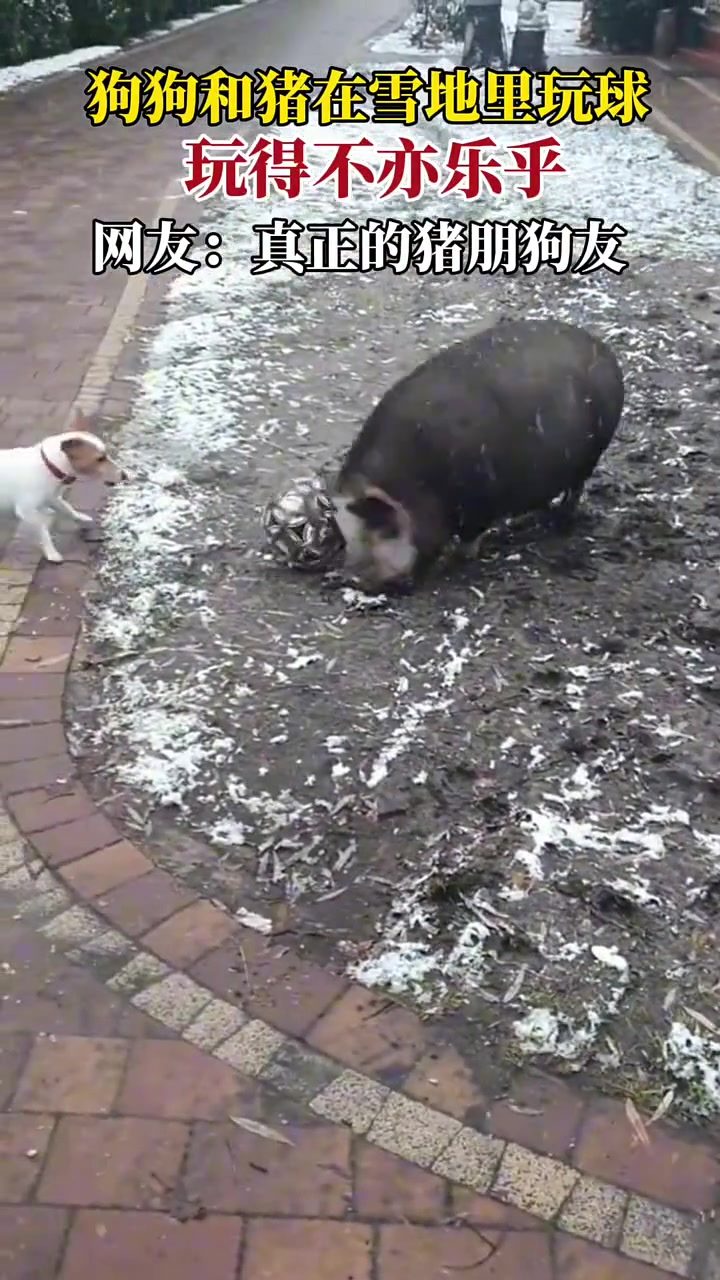 狗：猪队友。猪：你真狗