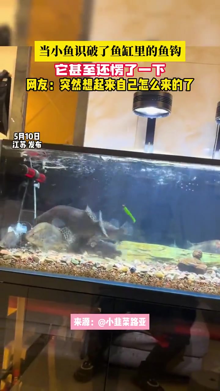 鱼：死去的记忆突然涌上心头