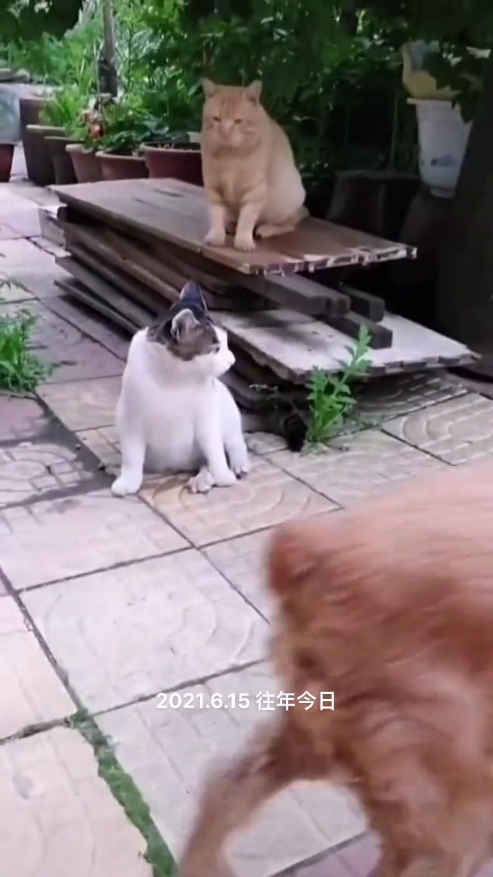 吓尿了