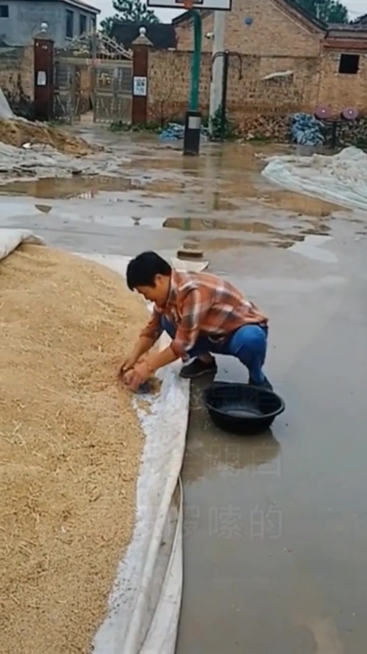 晒谷子人不能走远！吧友有这种经历吗？