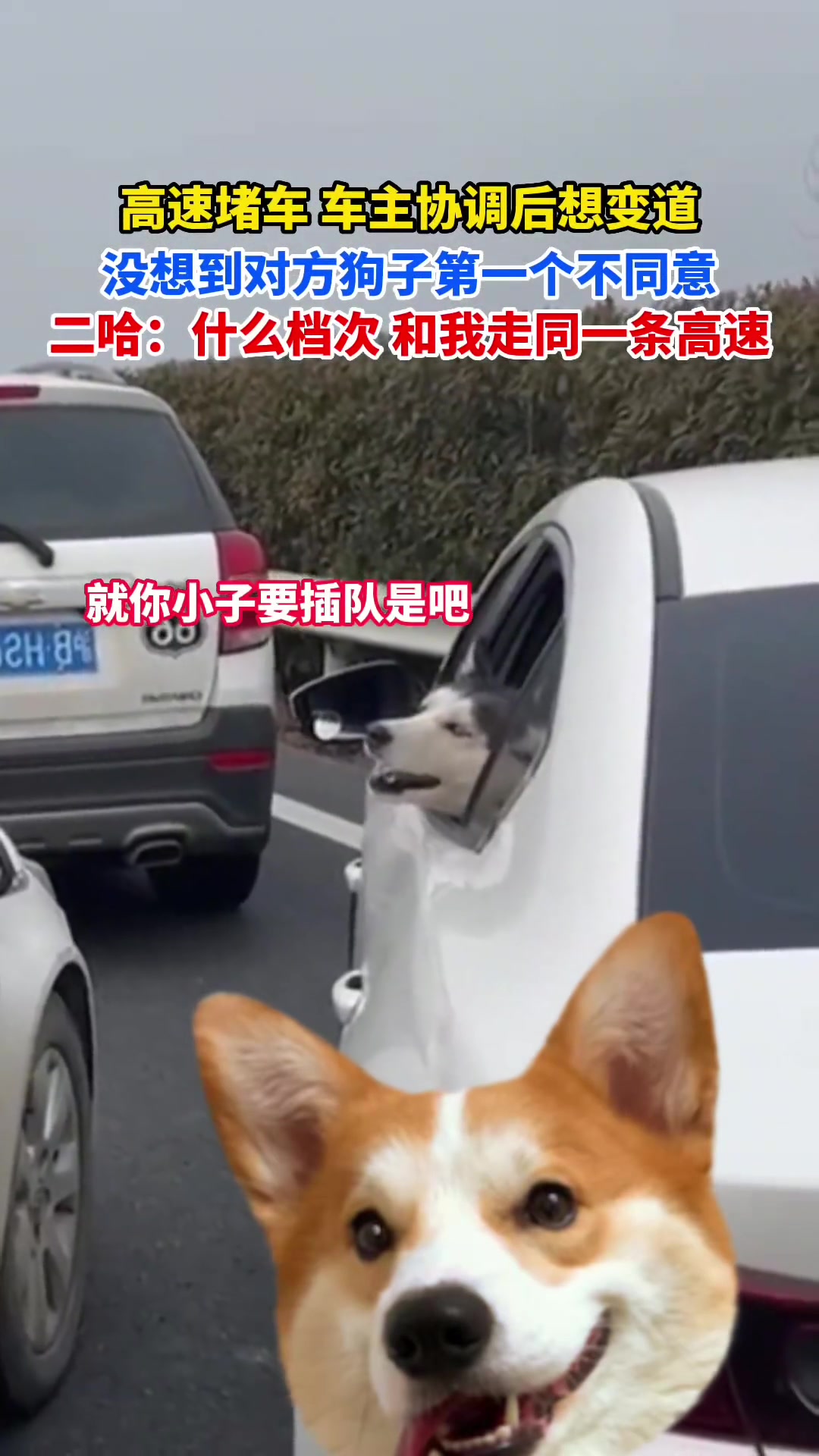 狗:变道你问我了吗？我同意了吗？