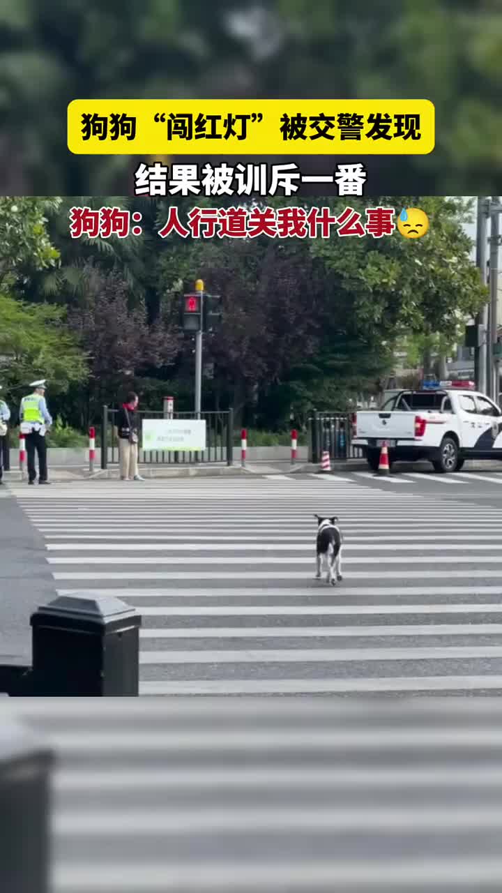 被教育！不管是谁都不能闯红灯！