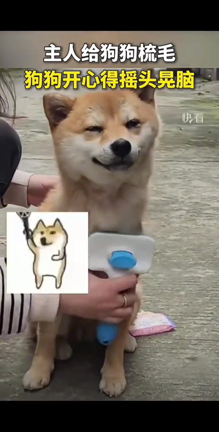 狗狗的心思都写在脸上了