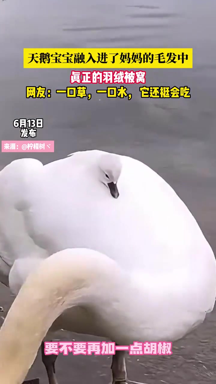 它还挺会吃 一口草一口水
