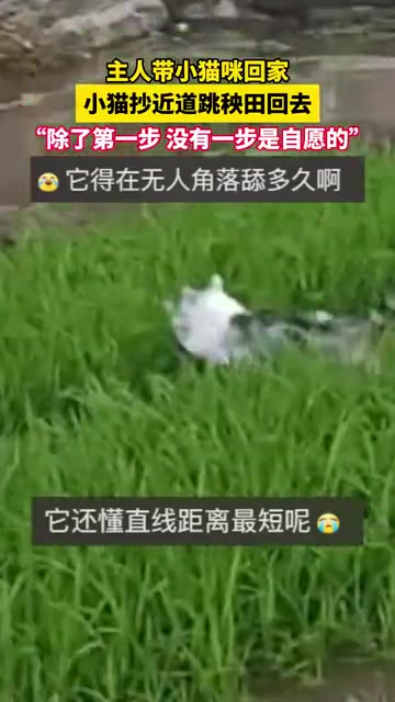 它还懂直线距离最短