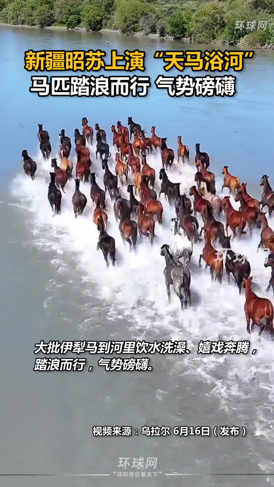 新疆昭苏上演“天马浴河”！马匹踏浪而行，气势磅礴。