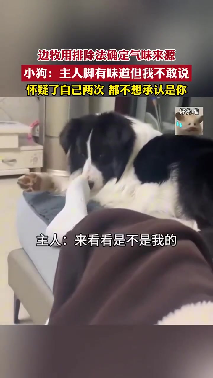边牧排除法查气味来源，怀疑自己两次都不想承认是主人