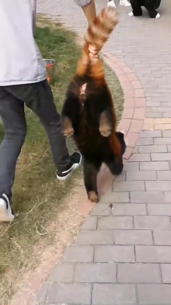 《连根拔起小熊猫》