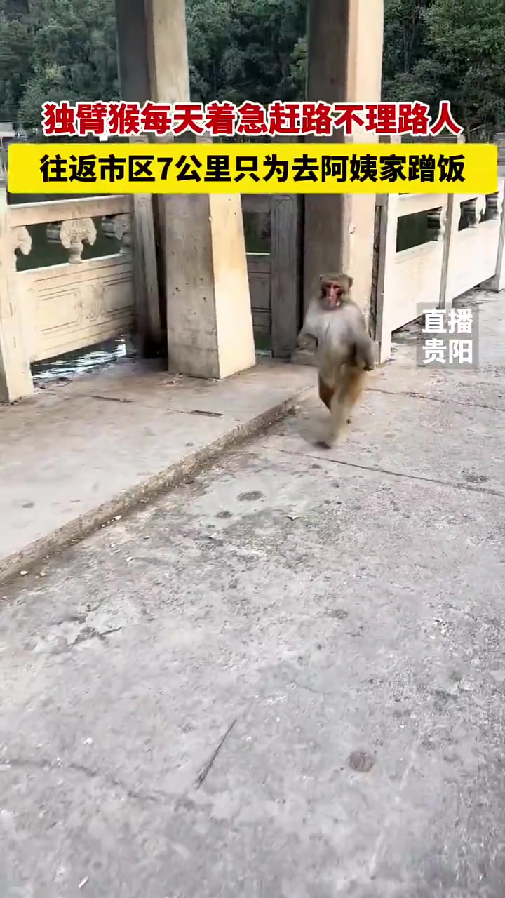 猴哥每天都要去西天化缘！