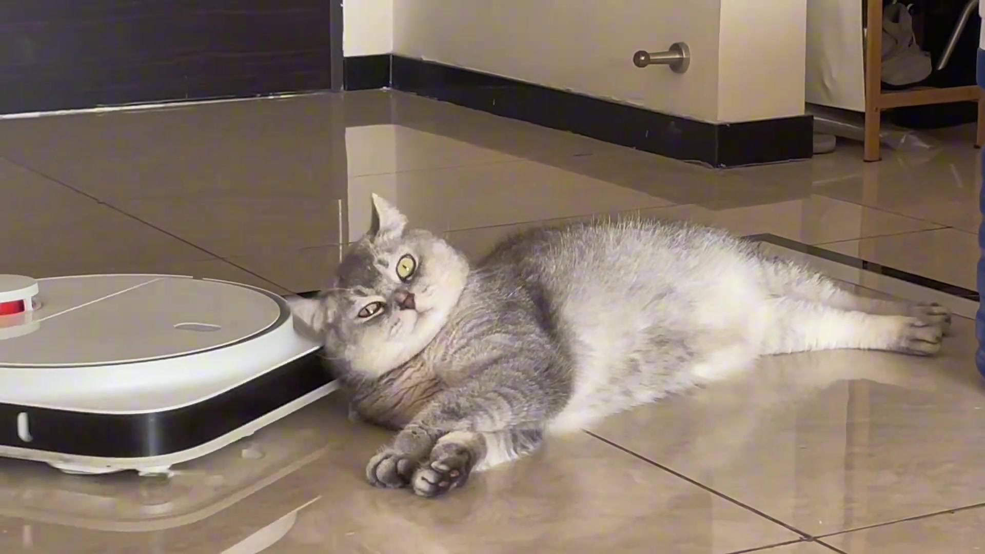 猫：我就要躺在这