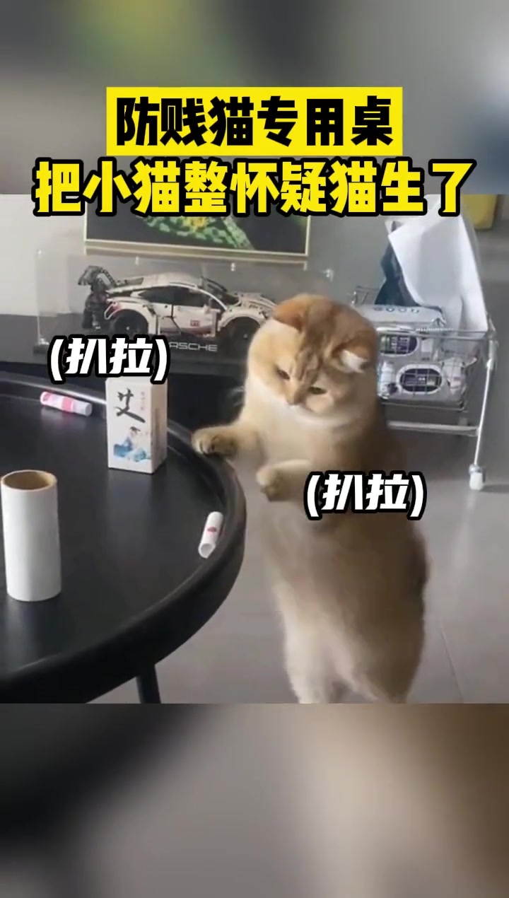 防贱猫专用桌，把小猫整怀疑猫生了