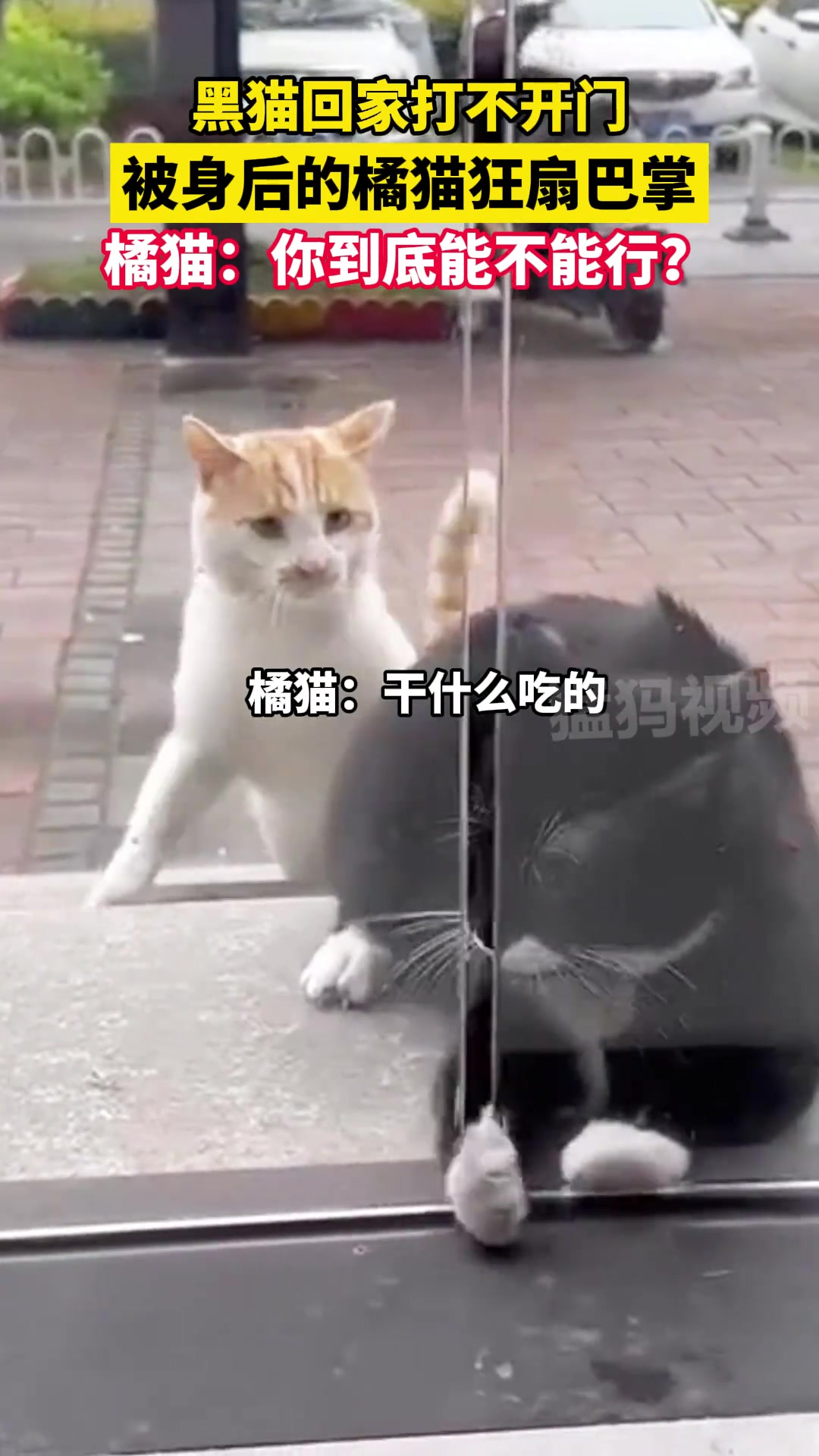 黑猫回家打不开门 被身后的橘猫狂扇巴掌