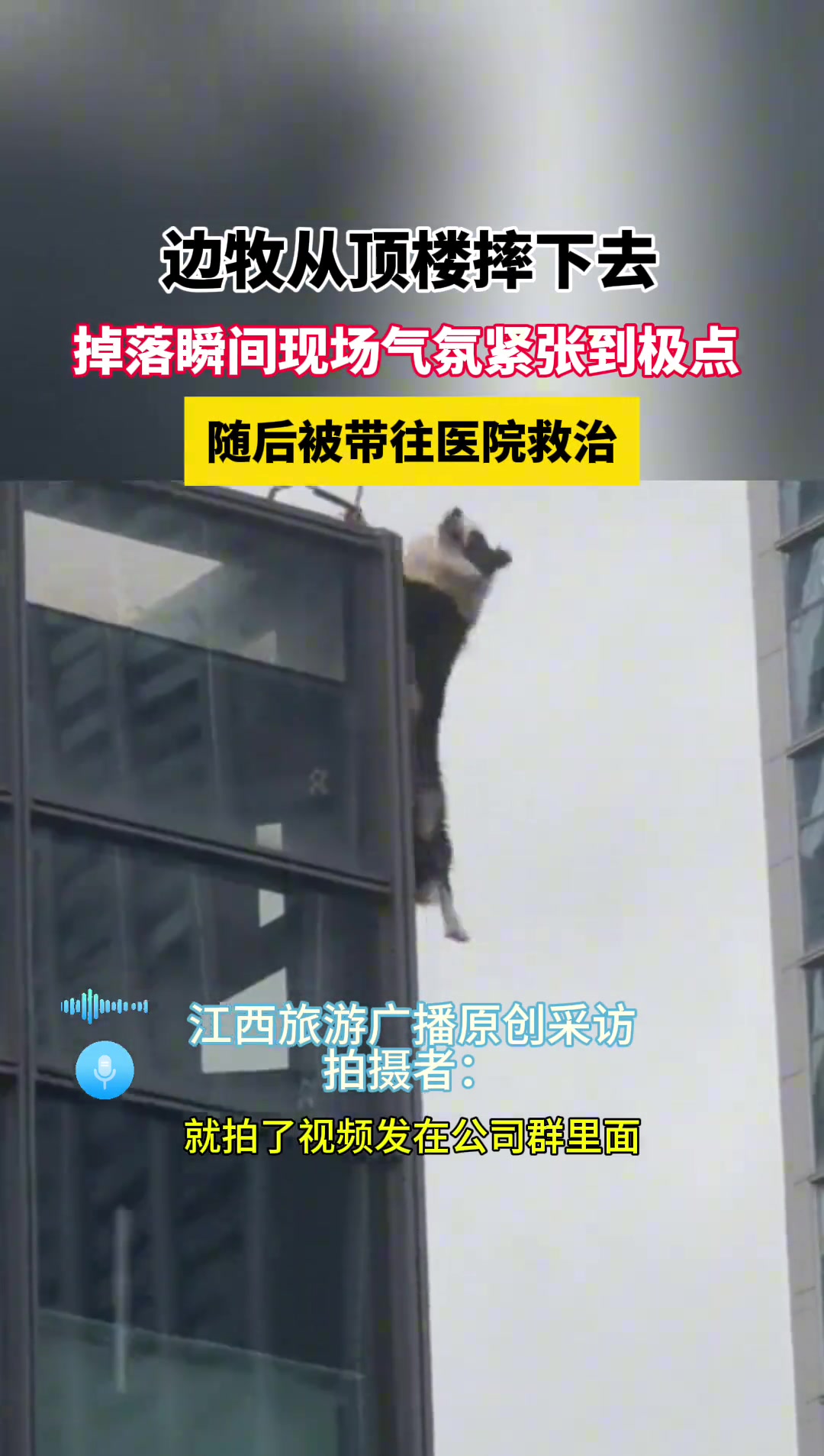 边牧从顶楼摔下去 掉落瞬间现场气氛紧张到极点