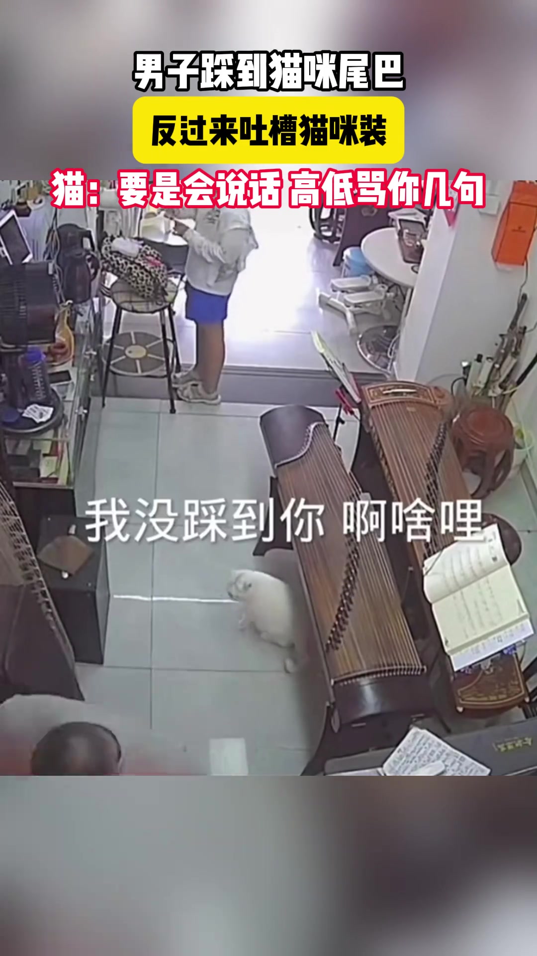 猫：要是会说话 高低骂你几句