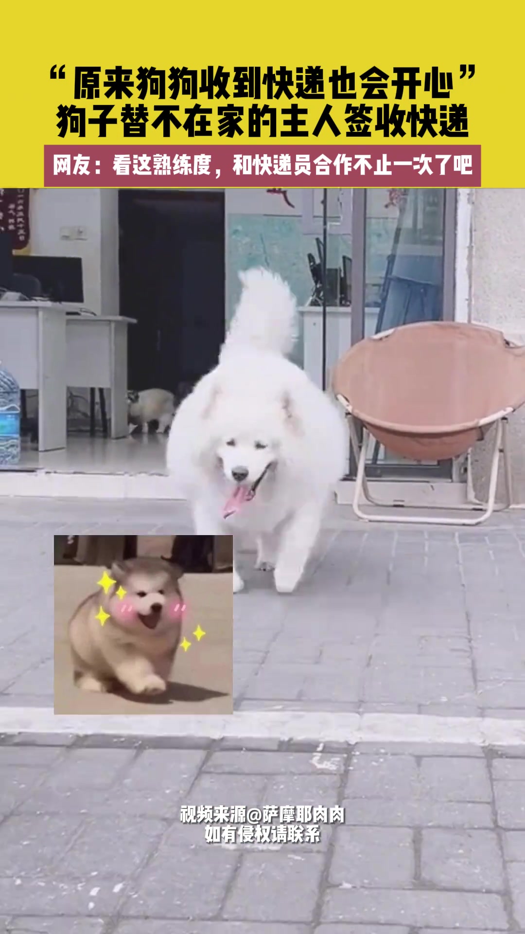 原来狗狗收到快递也会开心”！
