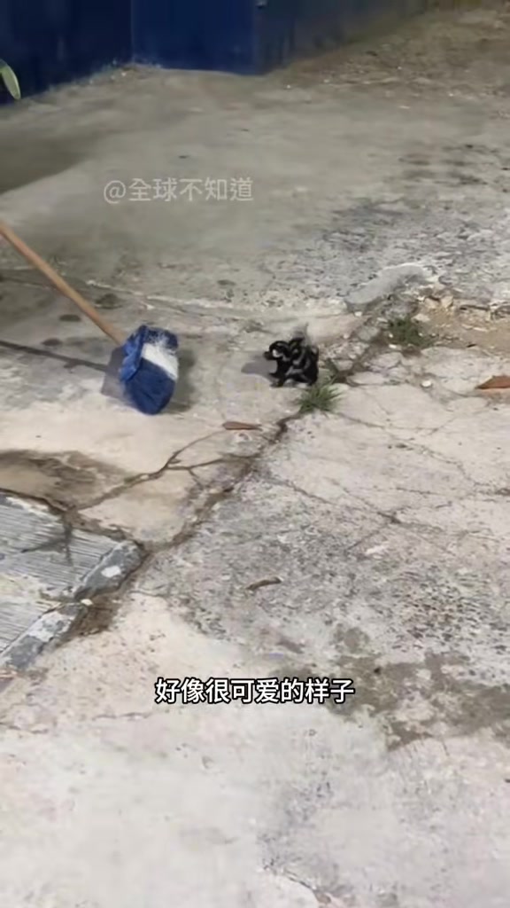 这么可爱还会倒立的动物竟然是最臭的动物臭鼬