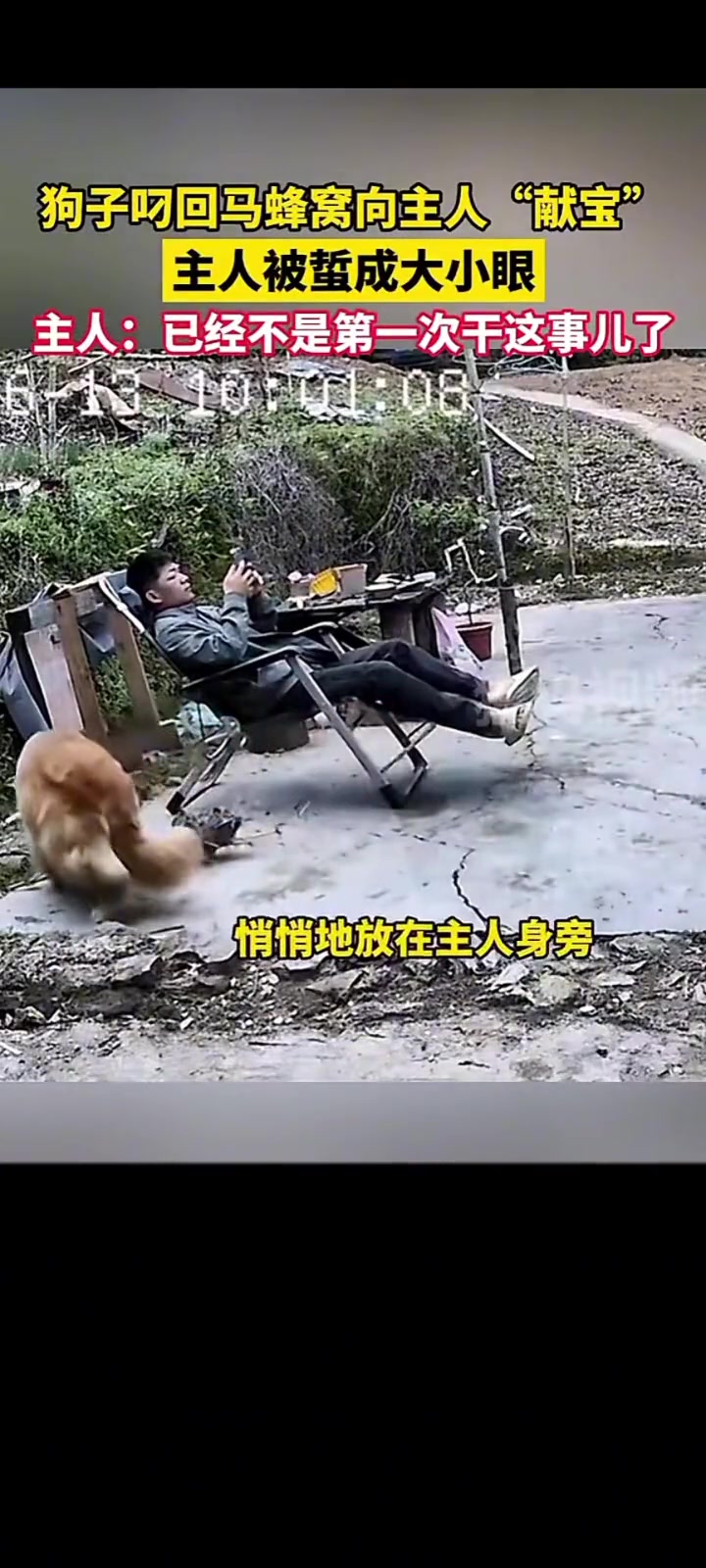 养狗需谨慎！