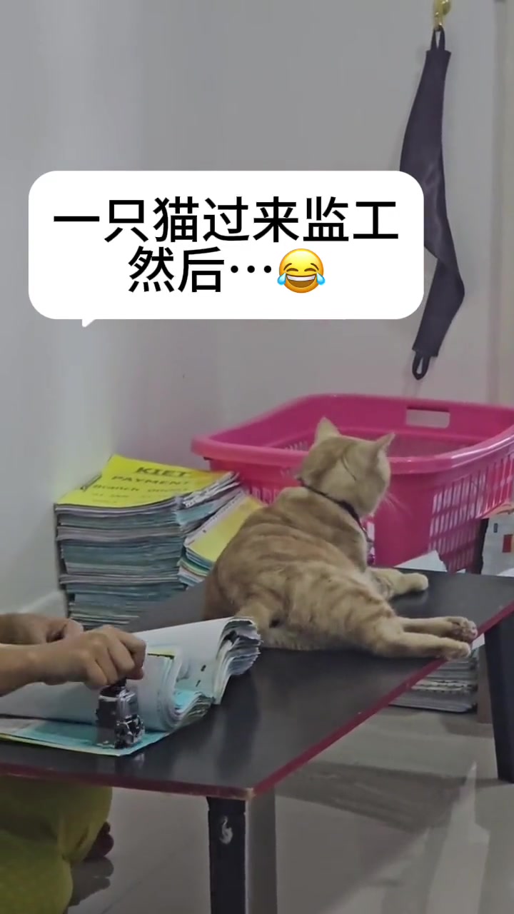 一只猫过来监工，然后...